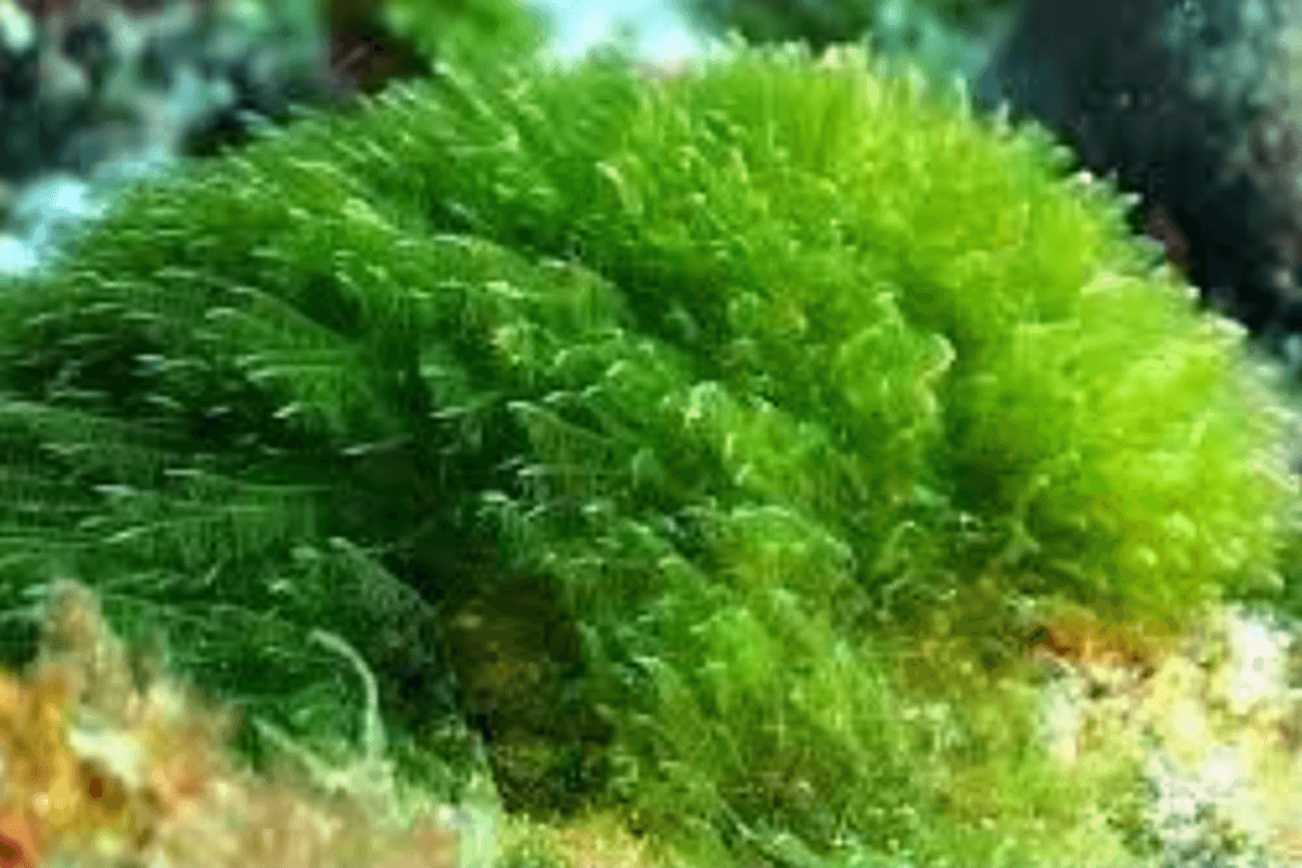 7 Main Types of Algae