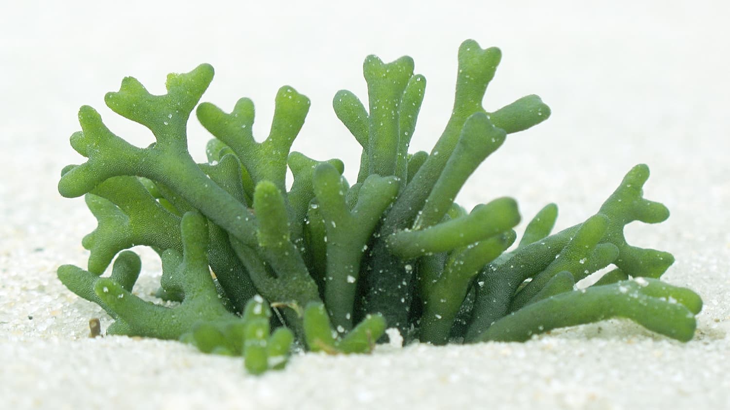 Algae, a Solution to Climate Change?